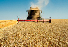 Žetva pšenice
