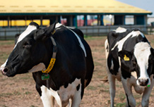 Holstein krava muzara