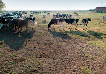 Krave na pašnjaku